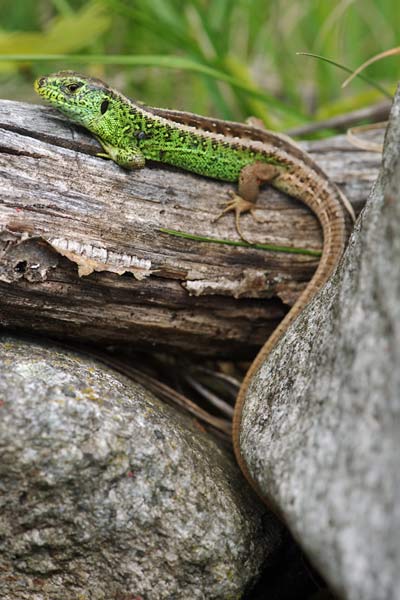 Lacerta Agilis - Zauneidechse - Foto Andreas Meyer